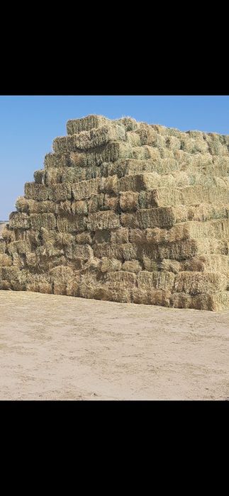 Сено Люцерна Шөп Жоңышқа Атырау