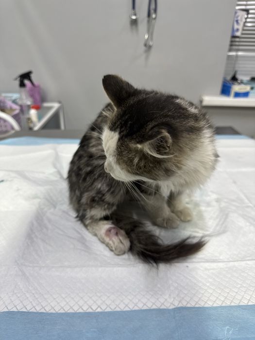 Котенок в добрые руки