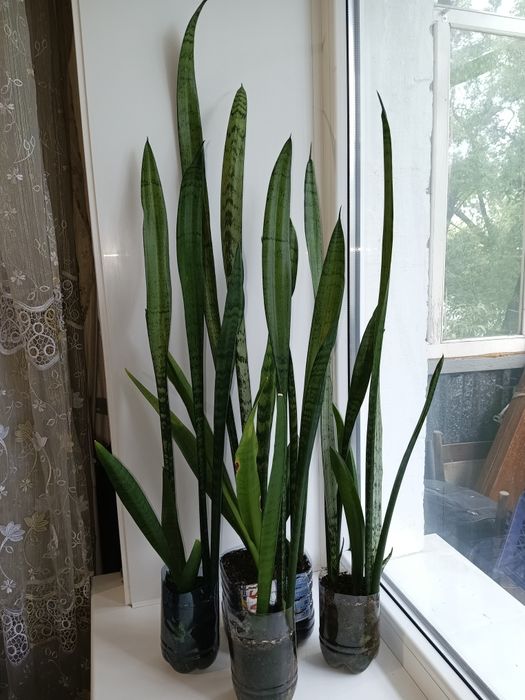 Сансевиерии, обмен