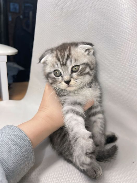 Продаётся котенок породы Скоттиш Фолд