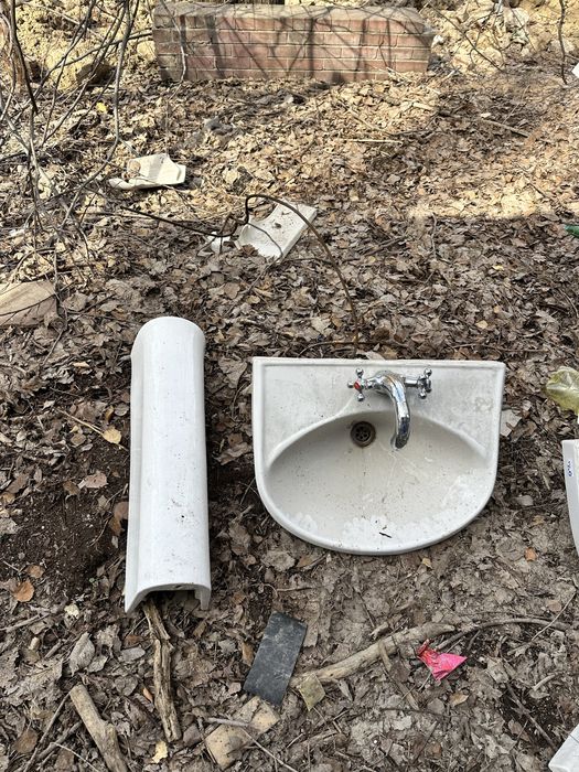 Раковины тюльпан