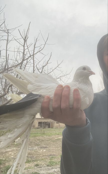 Чернохвост самец