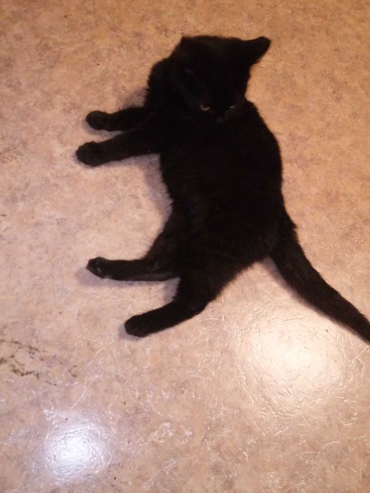 Отдам молодого кота