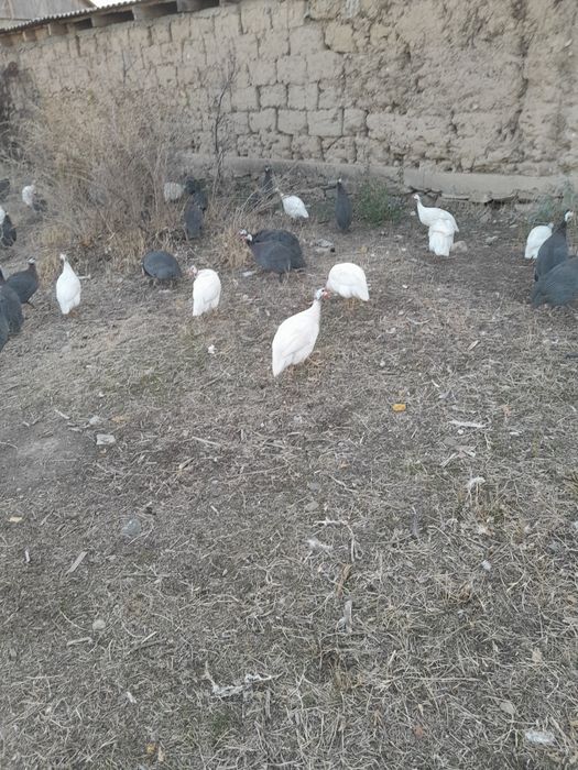 Продаются цесарки самцы