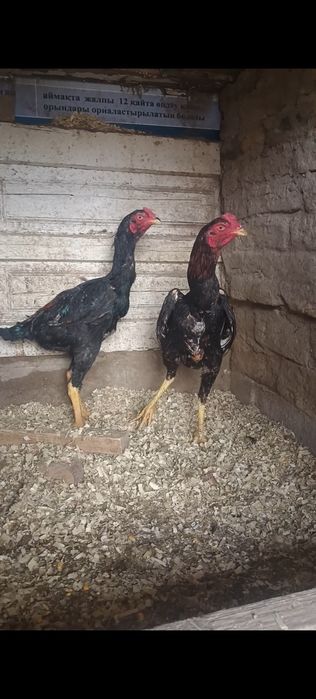 Дакан жужа сентябрьский