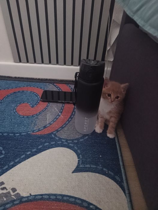 Котенок отдам бесплатно