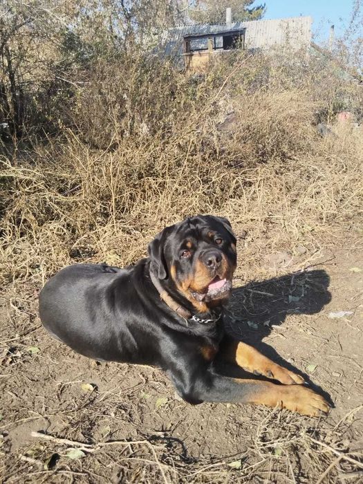 Кабель ротвейлер для вязки