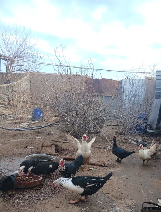 Индушкала сотилади