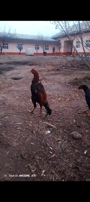 Мартский шөже сатылады