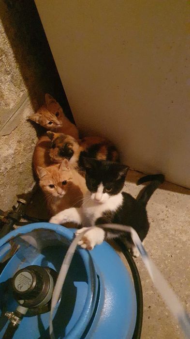 Малки котета – различни шарки