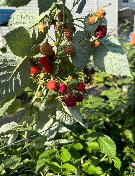 Саженцы малины . Сорт полька .