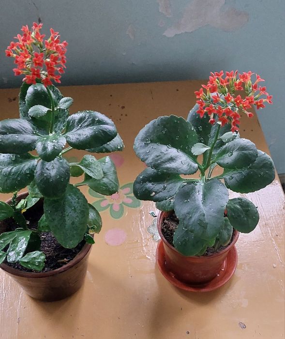 Цветущий цветок Каланхоэ