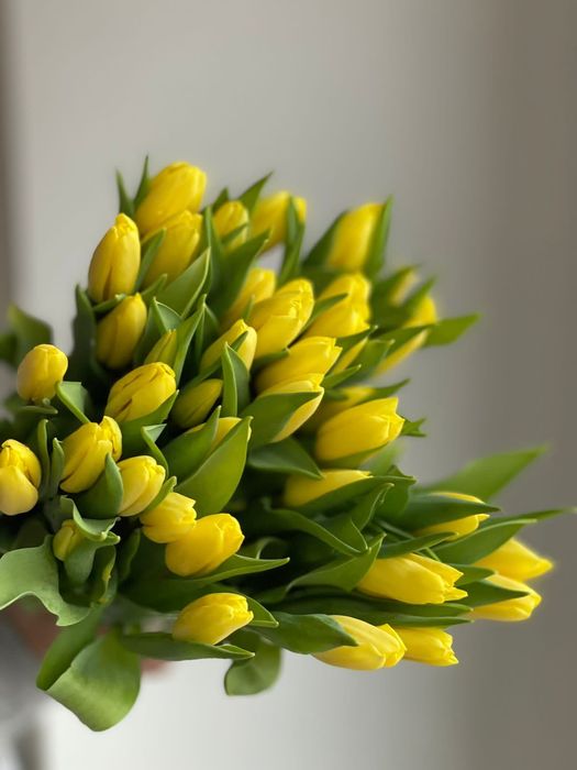 Тюльпаны оптом Жезказган