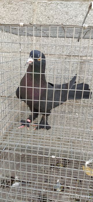 Голубь Такла гибрид Самец Ярый