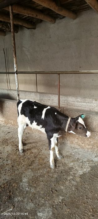 Golishten buzoq  sotiladi