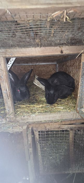 Продам кроликов 5.000