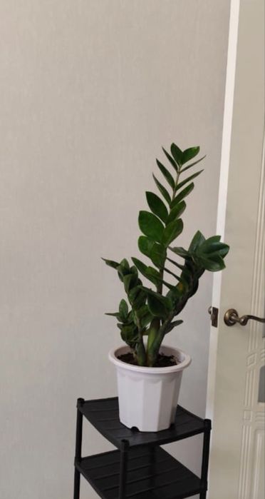 Продам комнатные растения, цветы