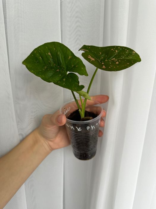 Сингониум Пинк сплэш и Рафидофора