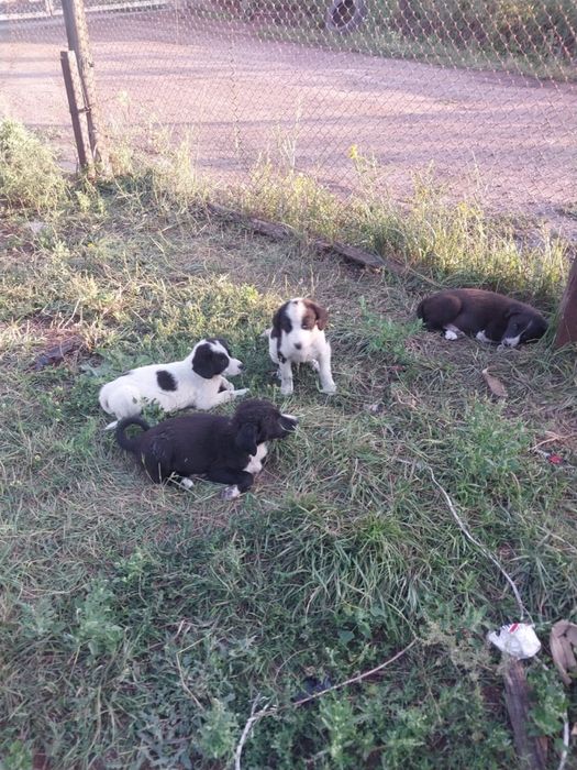 Дарю щенят :).