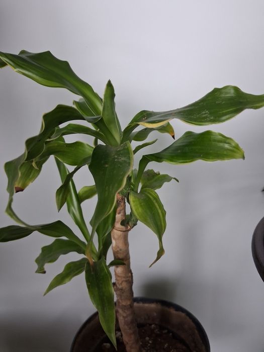 Спатифилум, розмарин и драцена