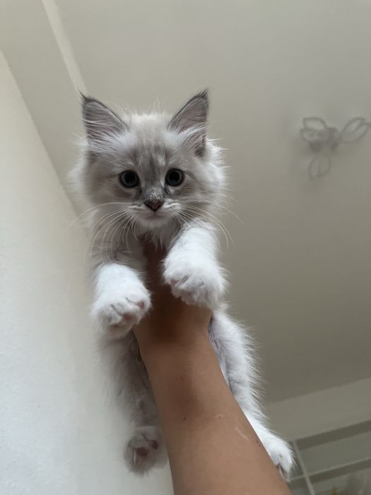 Котёнок трёхмесячный