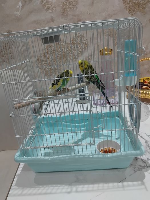 Продаётся канарейка с клеткой