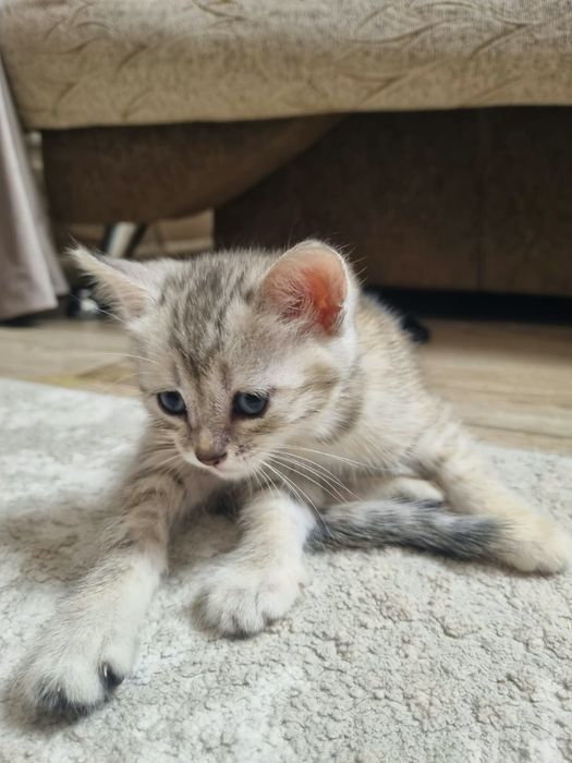Отдам котят в добрые руки