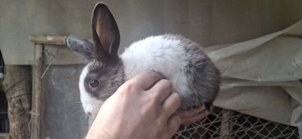 Quyon bolalari sotiladi 1+ oyli