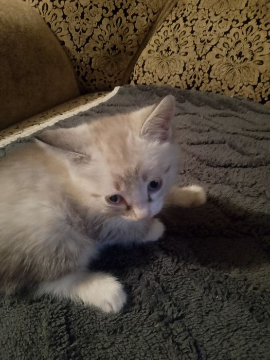 Котята даром , 2 месяца