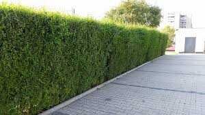 Gard Viu ( Lemn Cainesc ) mereu verde