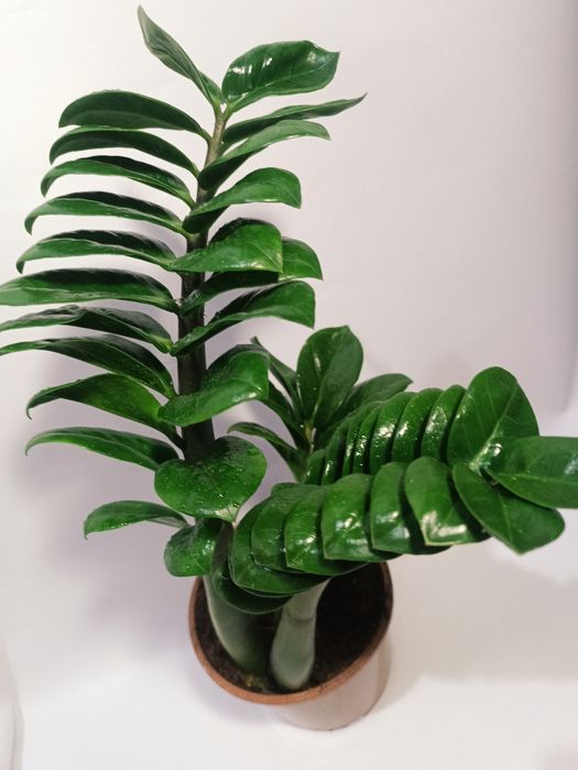 Продам Замиокулькас Зензи Кудрявый