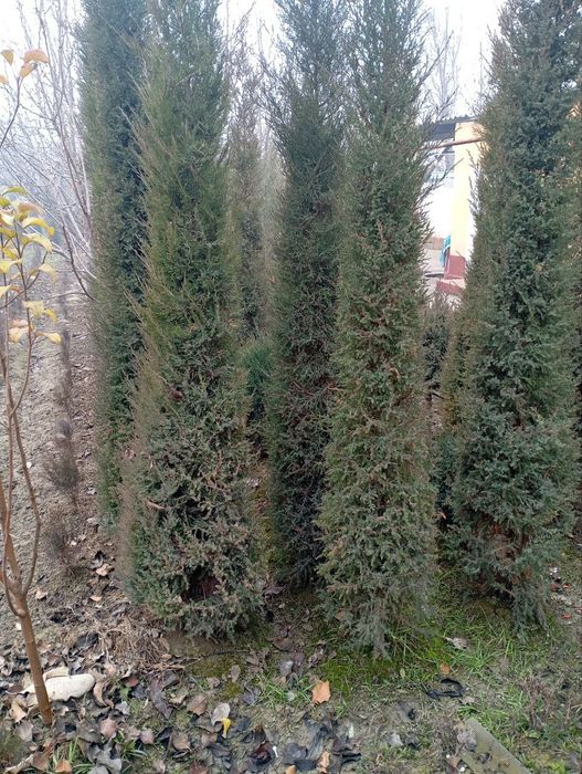 Mevali ko'chatlar | Landshaft xizmati