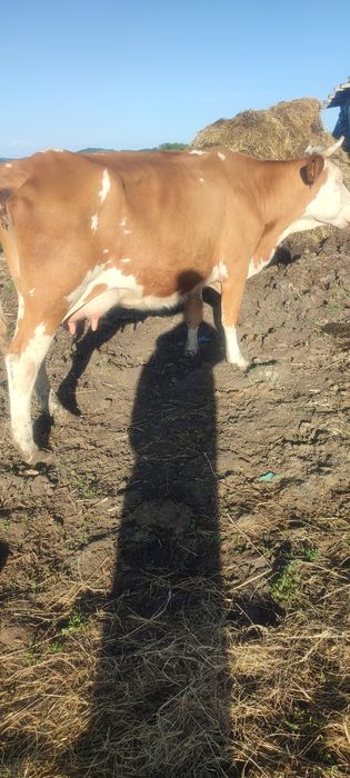 Vînd juninca la prima  fatare cuminte