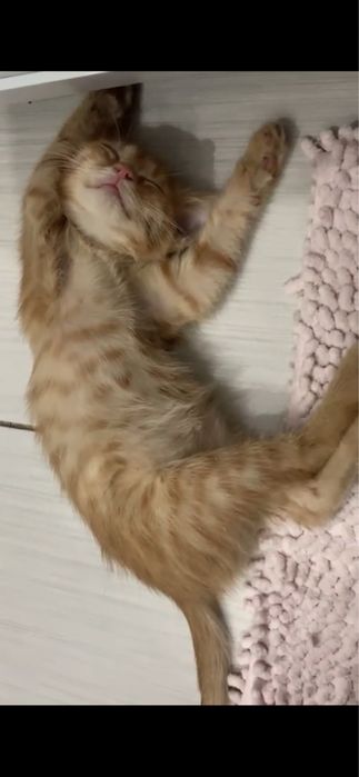 Котята рыжие