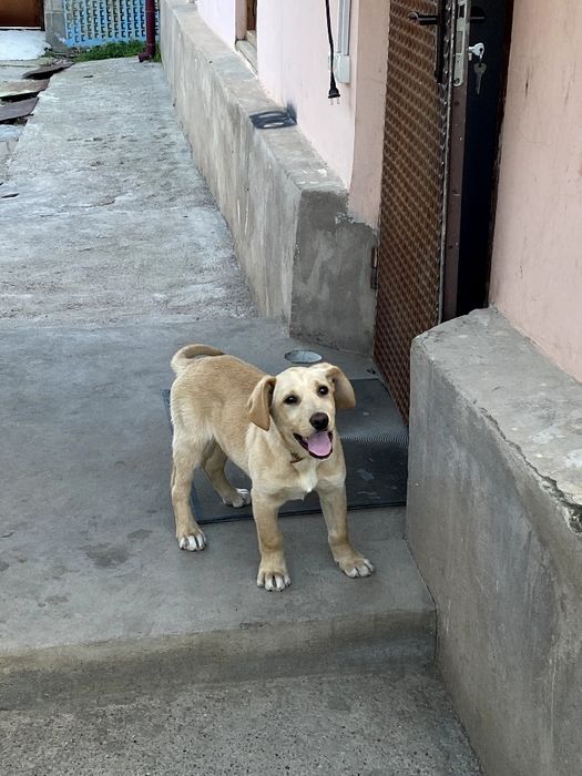 Labrador Retriver