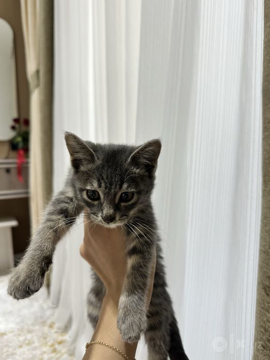 Отдам даром котика в хорошие руки