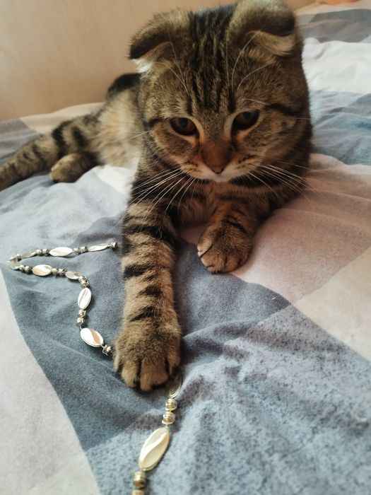 Скоттиш фолд угил