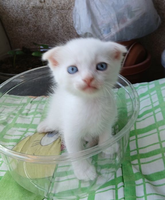 Продам милого котёнка