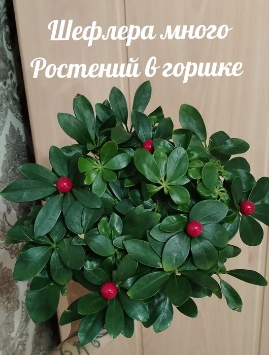 Продам недорого комнатные растения