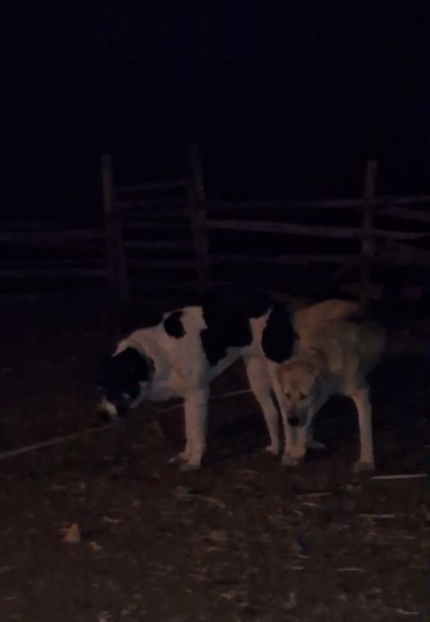 Төбет күшіктер сатылады