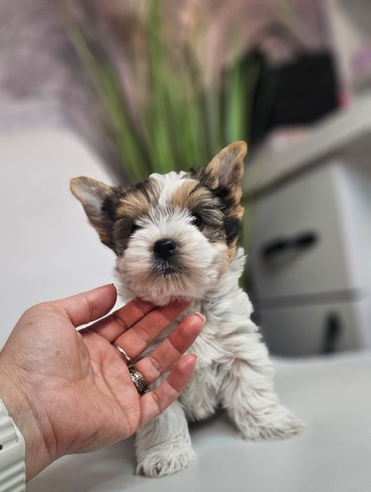 Baietel yorkshire terrier Biewer!