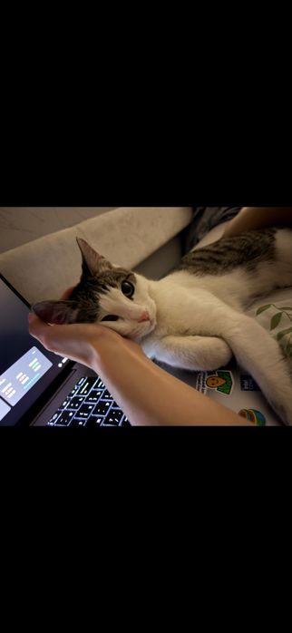 Отдам Кота бесплатно