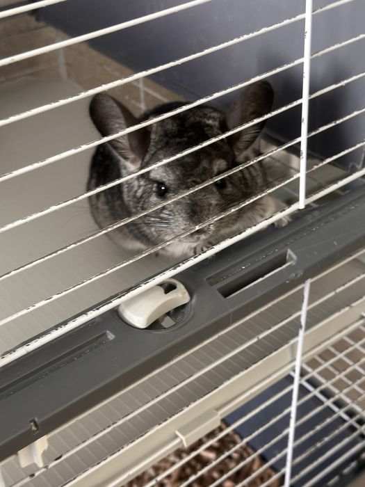 Продам шиншилл мальчика и девочку ( 1,5 года)