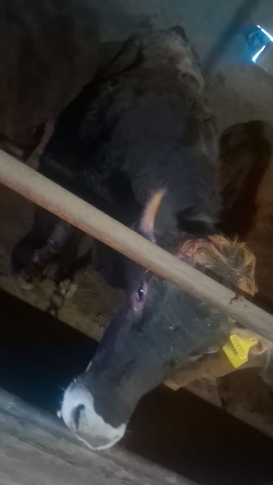 Семіз құнажын сыиырлар сатылады