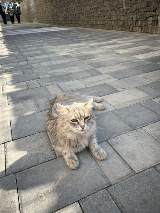 Котенок в ответственные руки