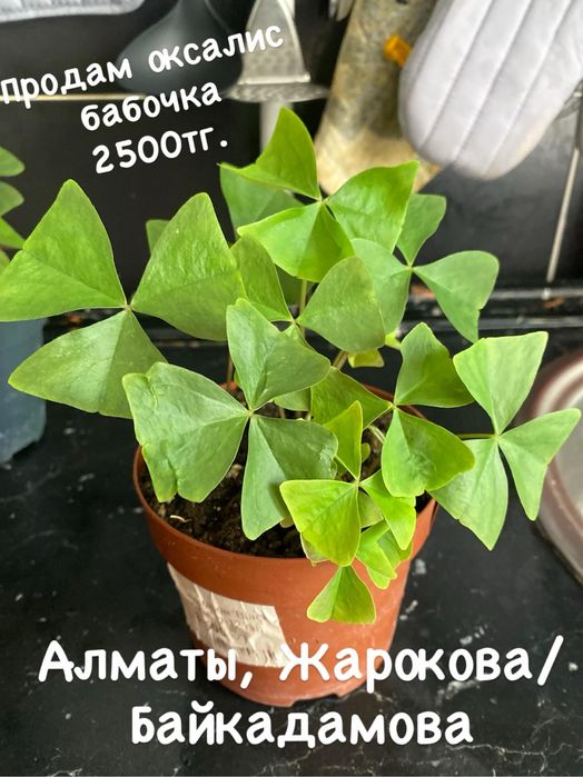 Оксалис зеленый, бабочка продам