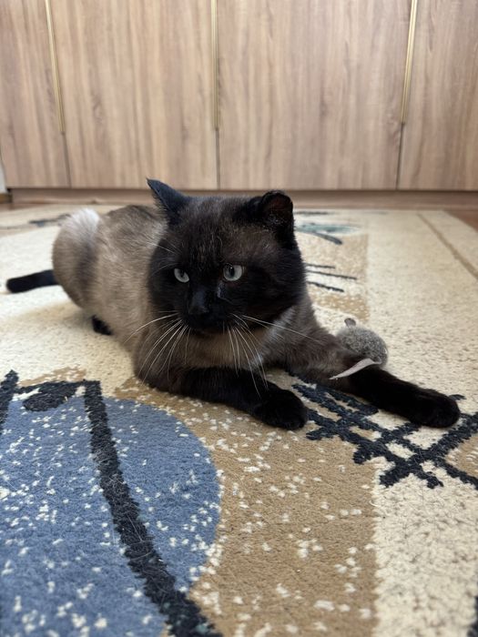 Ищем дом сиамскому котику.