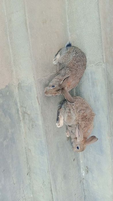 Iepuri diferite vârste