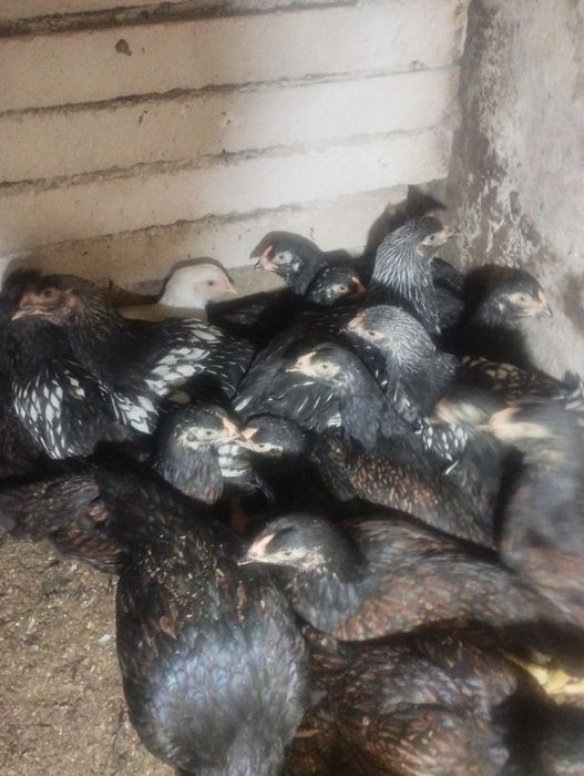 Pui combatant , wyandotte argintiu , australorp