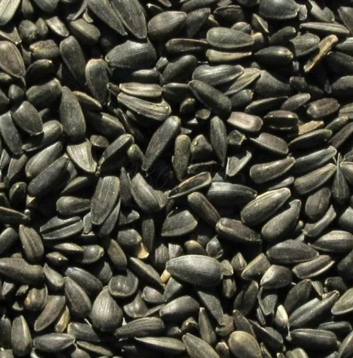 Vând floarea soarelui